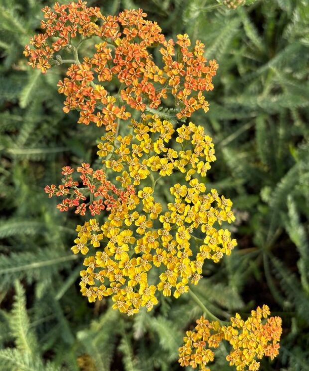 Achillea 'Terracotta' (Duizendblad)
