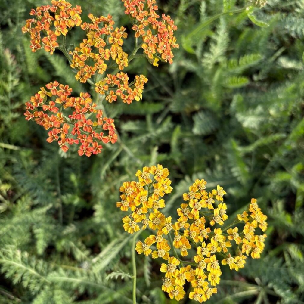 Achillea 'Terracotta' (Duizendblad)