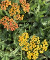 Achillea 'Terracotta' (Duizendblad)