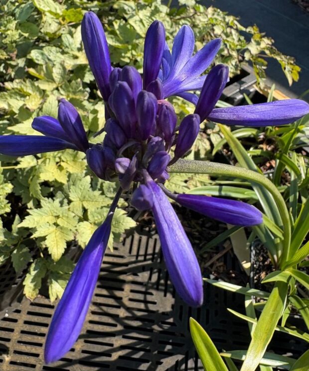 Agapanthus 'Navy Blue' (Afrikaanse Lelie)