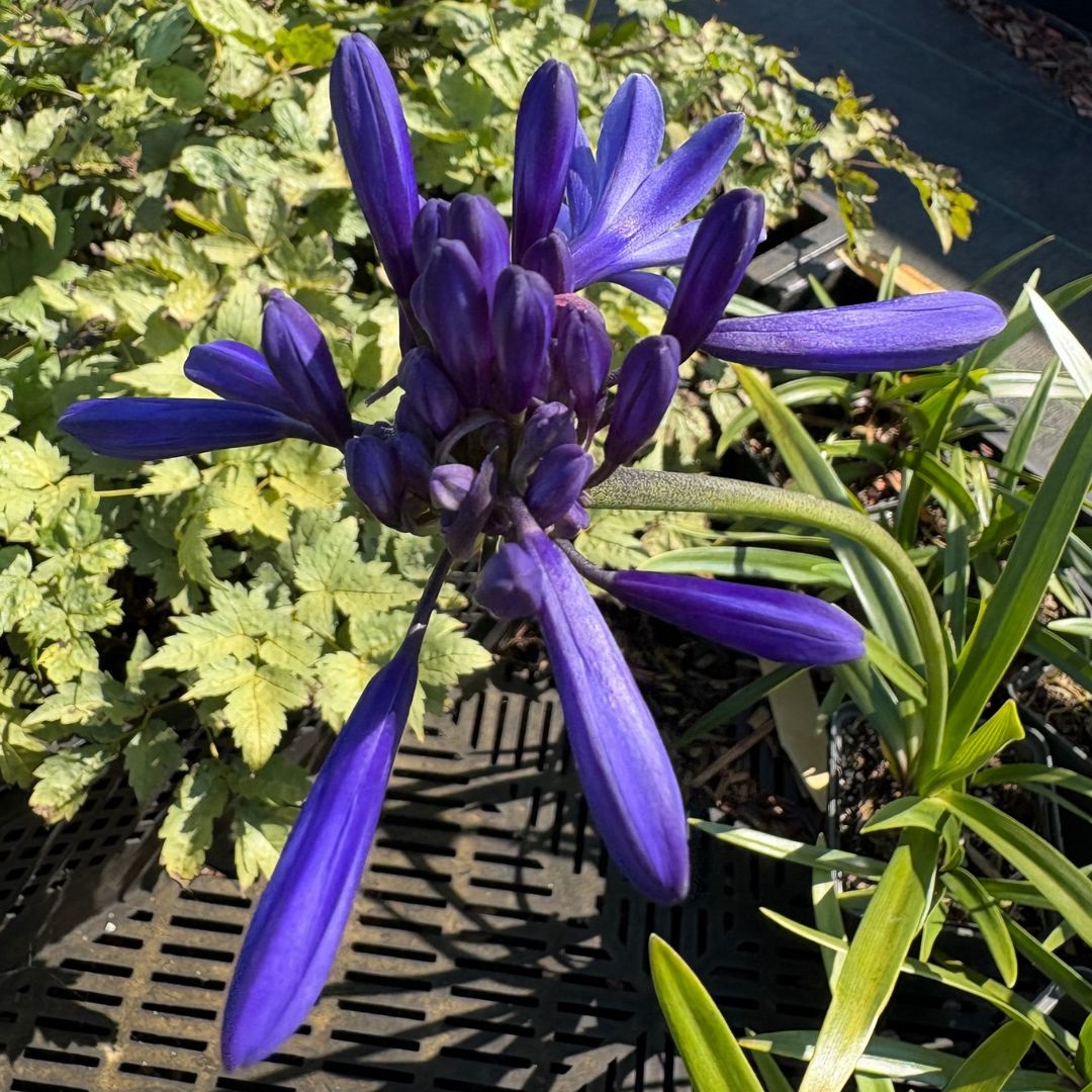 Agapanthus 'Navy Blue' (Afrikaanse Lelie)