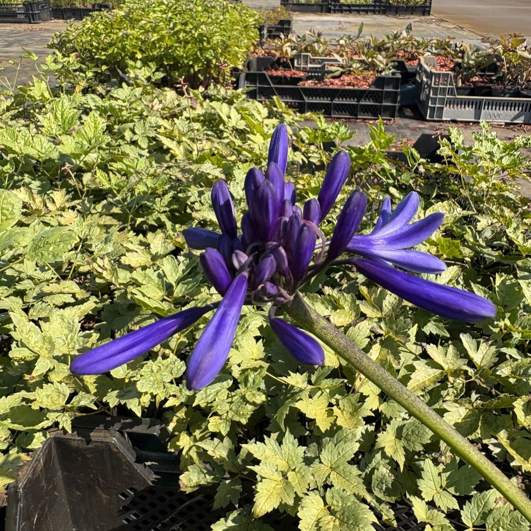 Agapanthus 'Navy Blue' (Afrikaanse Lelie)