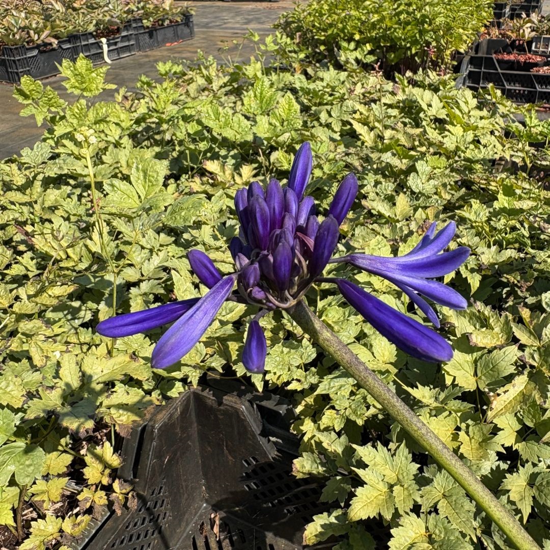 Agapanthus 'Navy Blue' (Afrikaanse Lelie)