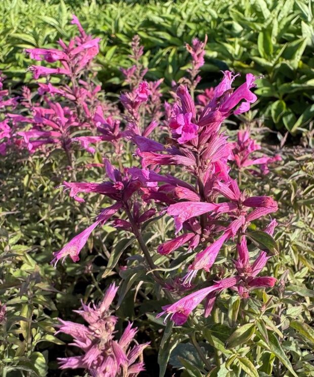 Agastache 'Rosie Posie' (Dropplant)