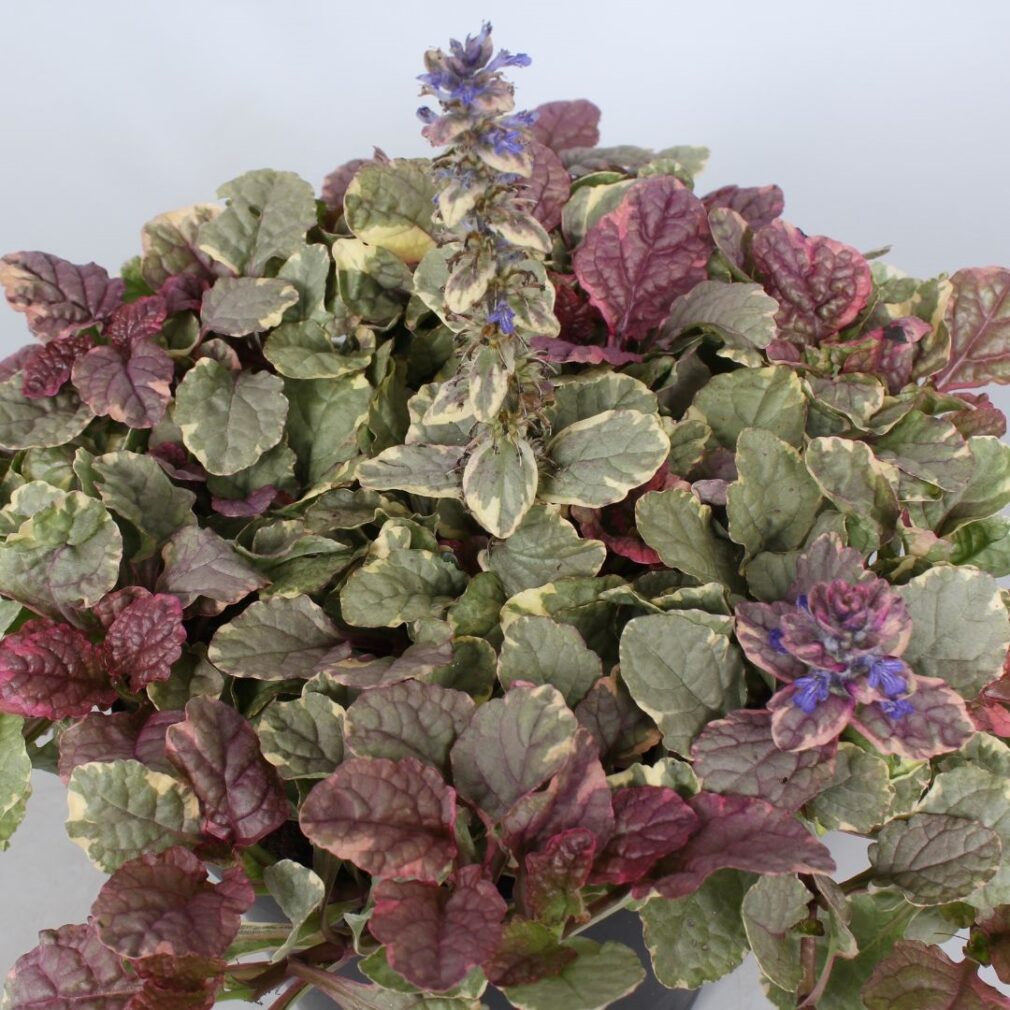 Ajuga reptans 'Burgundy Glow' (Kruipend Zenegroen)