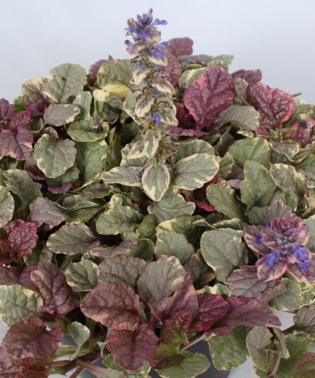 Ajuga reptans 'Burgundy Glow' (Kruipend Zenegroen)