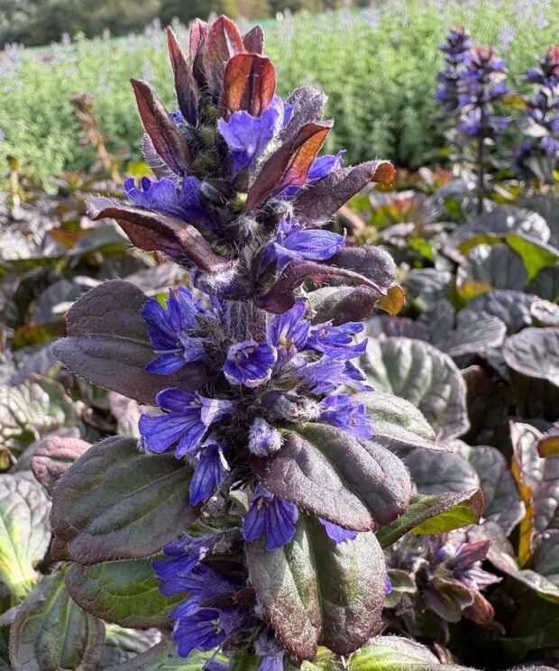 Ajuga reptans 'Catlin's Giant' (Kruipend Zenegroen)