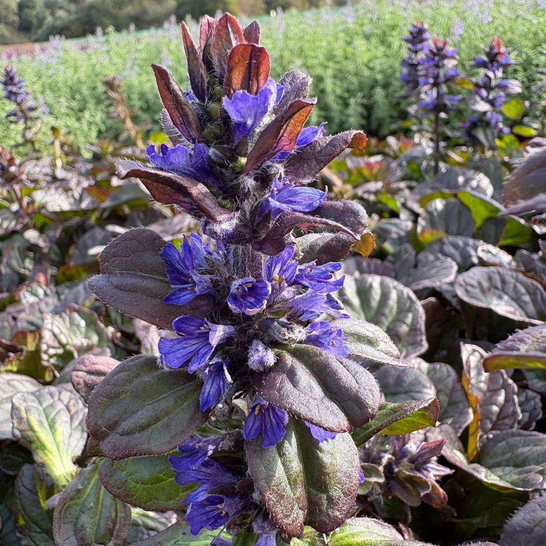 Ajuga reptans 'Catlin's Giant' (Kruipend Zenegroen)