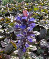 Ajuga reptans 'Catlin's Giant' (Kruipend Zenegroen)