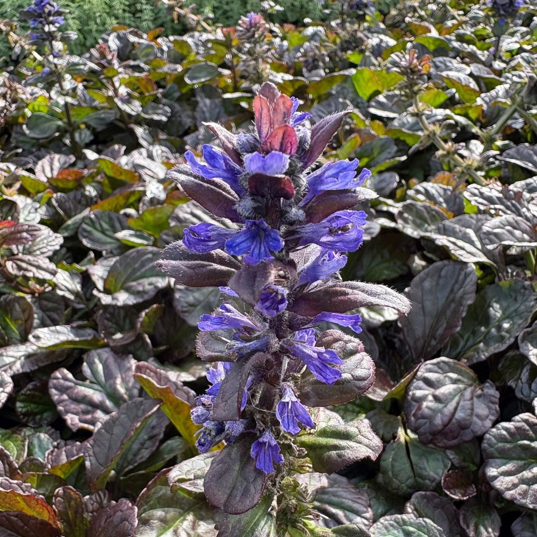 Ajuga reptans 'Catlin's Giant' (Kruipend Zenegroen)