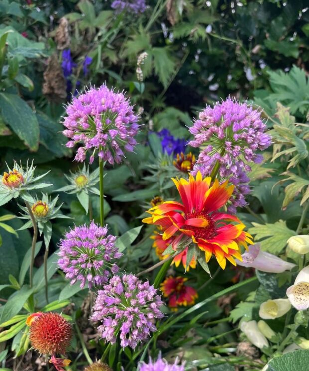 Allium senescens (Sierui)