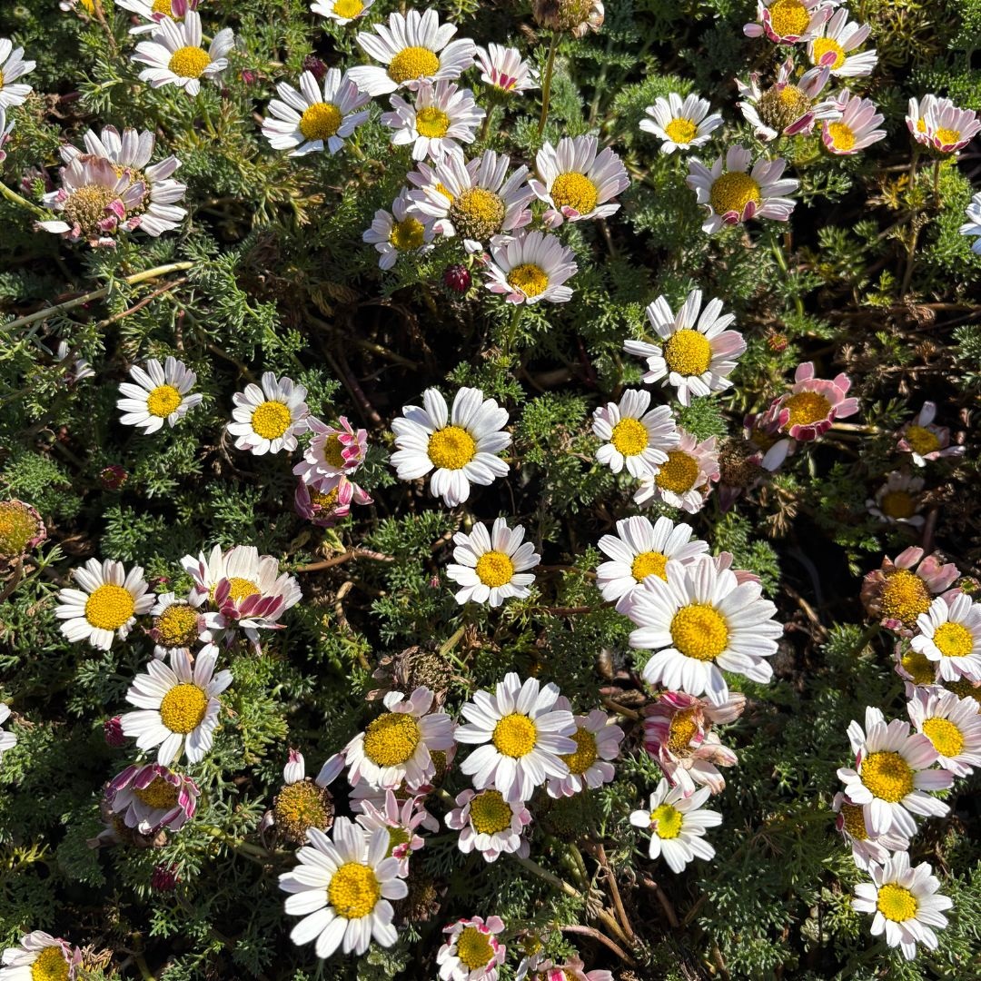 Anacyclus pyrethrum depressus (Marokkaanse Kamille)