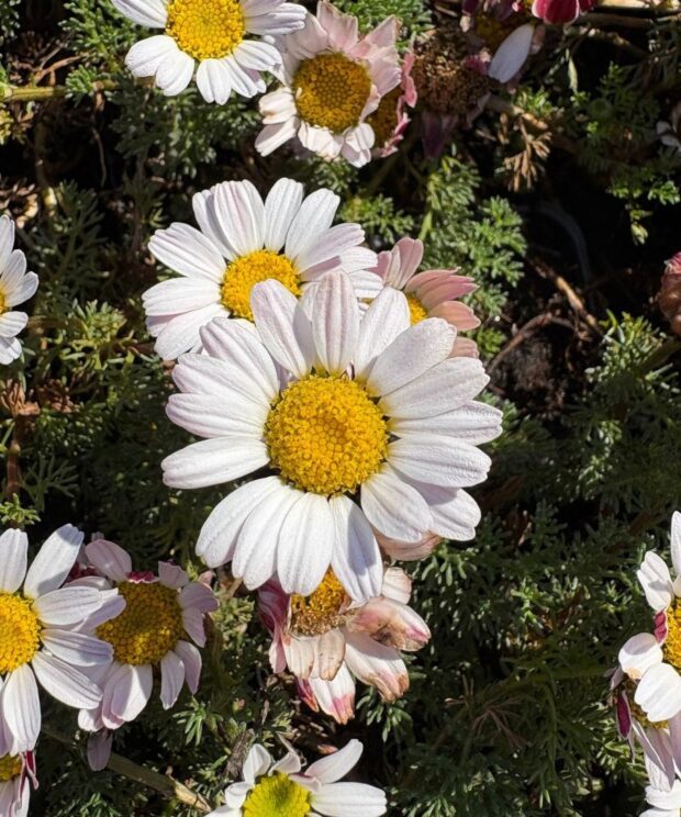 Anacyclus pyrethrum depressus (Marokkaanse Kamille)