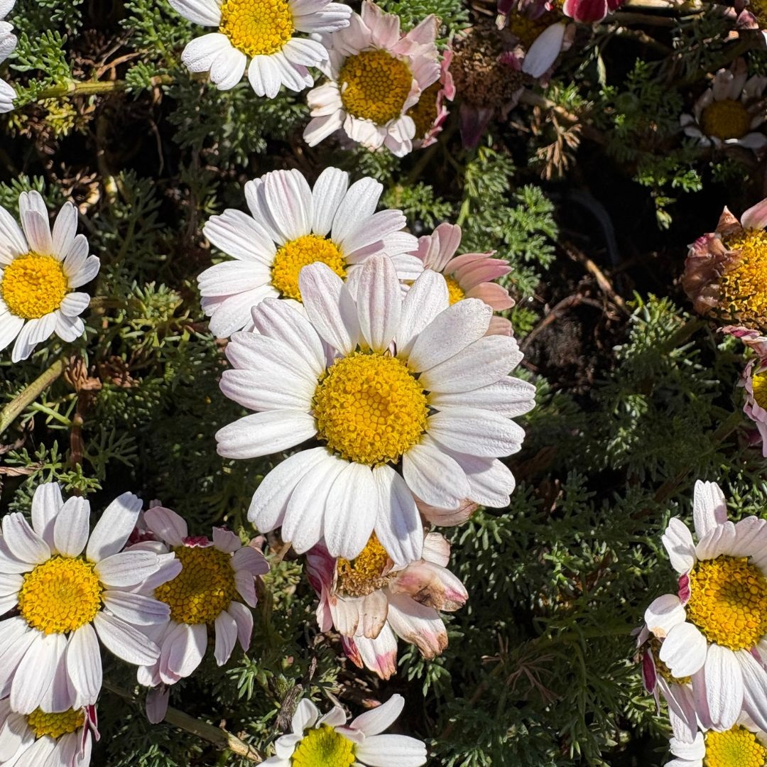 Anacyclus pyrethrum depressus (Marokkaanse Kamille)