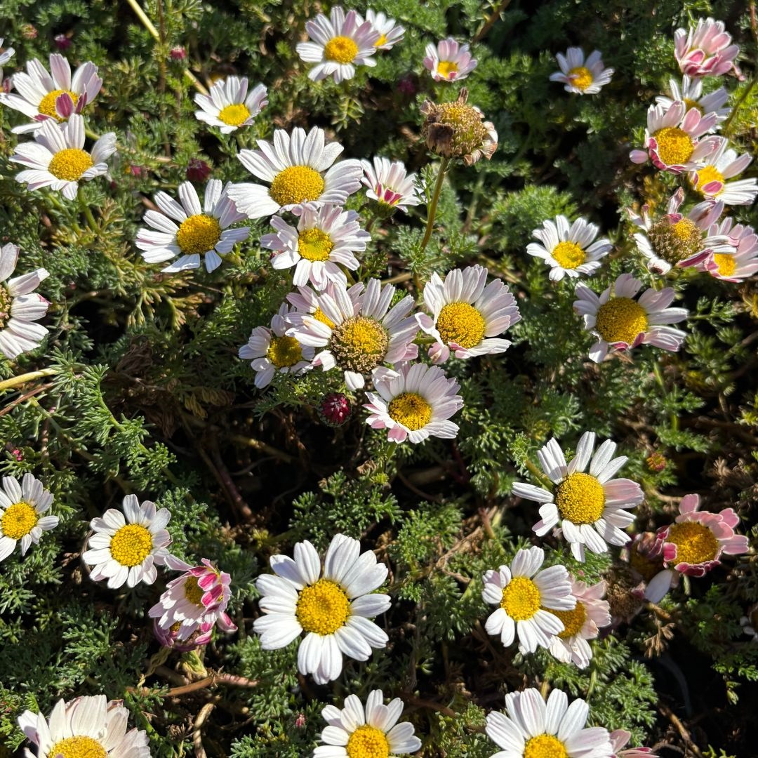 Anacyclus pyrethrum depressus (Marokkaanse Kamille)