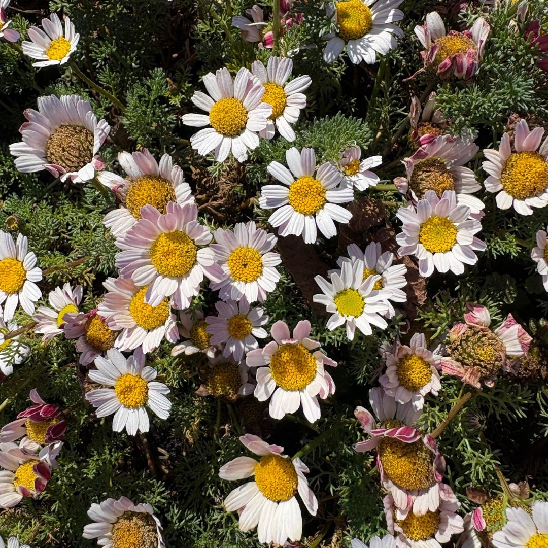 Anacyclus pyrethrum depressus (Marokkaanse Kamille)