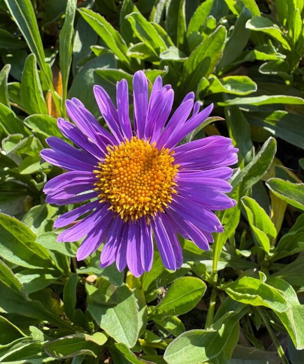 Aster alpinus 'Dunkle Schöne' (Alpenaster)