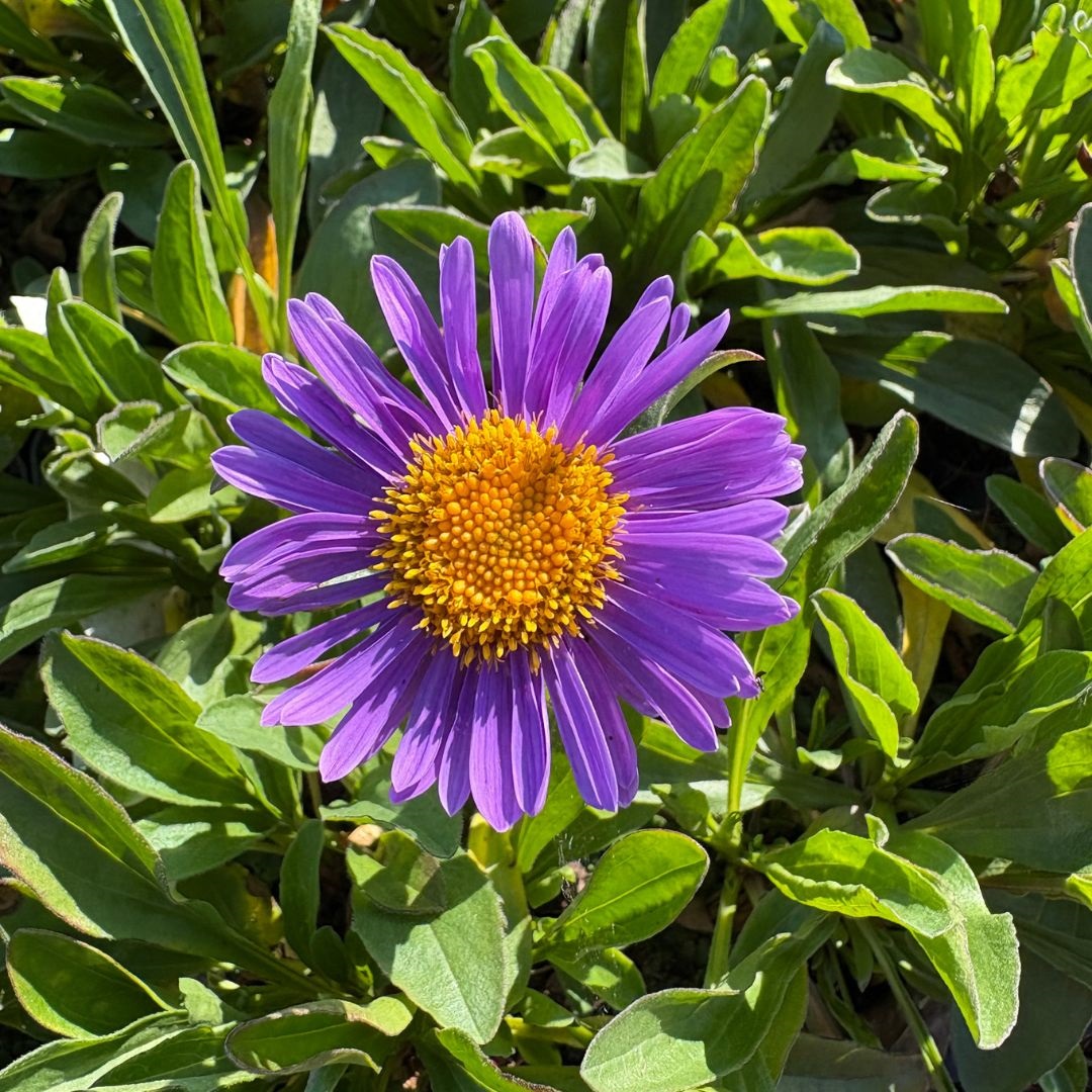 Aster alpinus 'Dunkle Schöne' (Alpenaster)