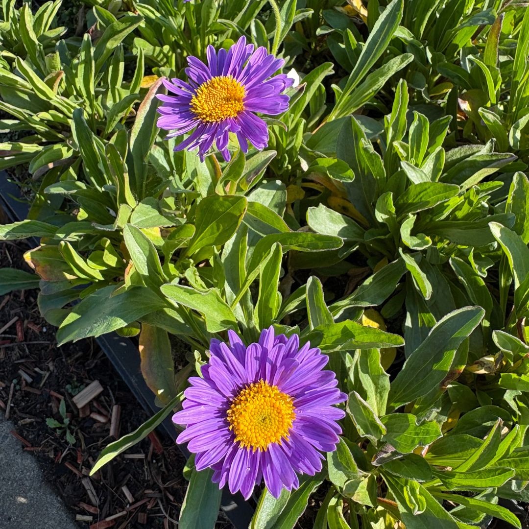 Aster alpinus 'Dunkle Schöne' (Alpenaster)