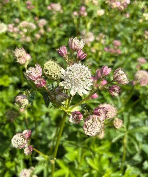 Astrantia major (Zeeuws Knoopje)