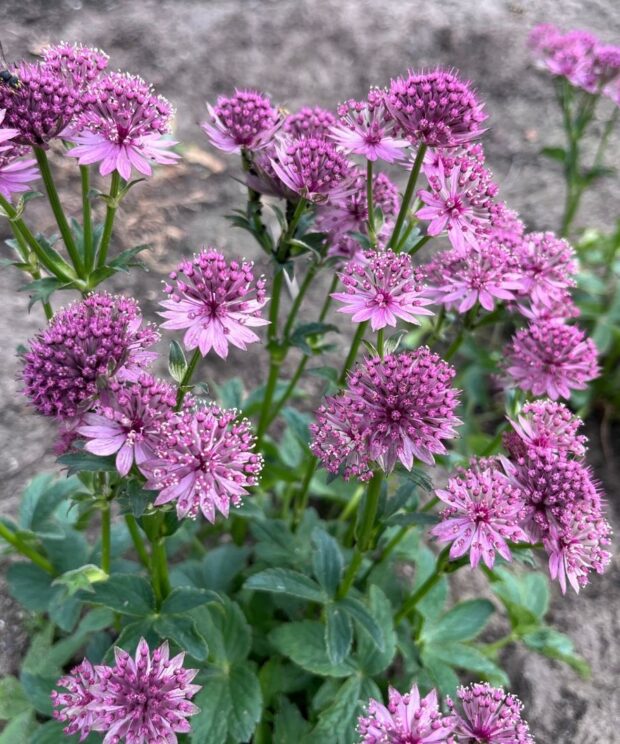 Astrantia major 'Star of Beauty' (Zeeuws Knoopje)