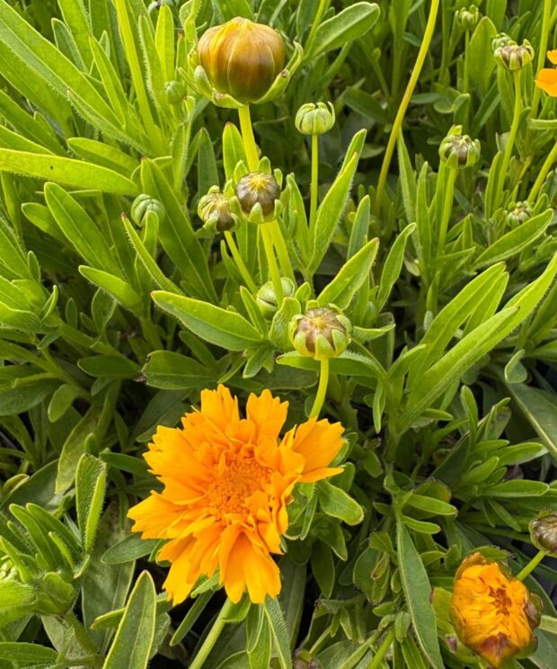 Coreopsis grandiflora 'Early Sunrise' (Meisjesogen)