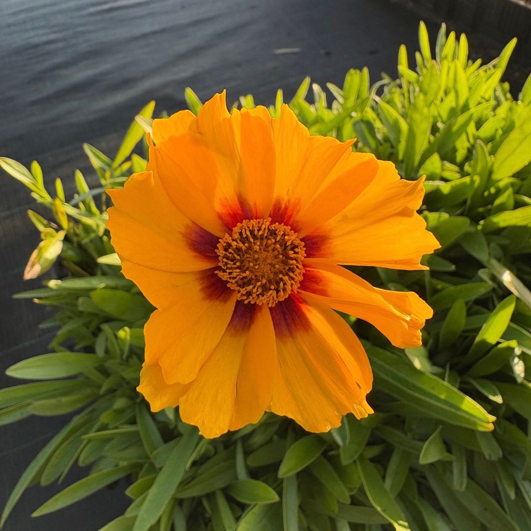 Coreopsis lanceolata 'Sterntaler' (Meisjesogen)