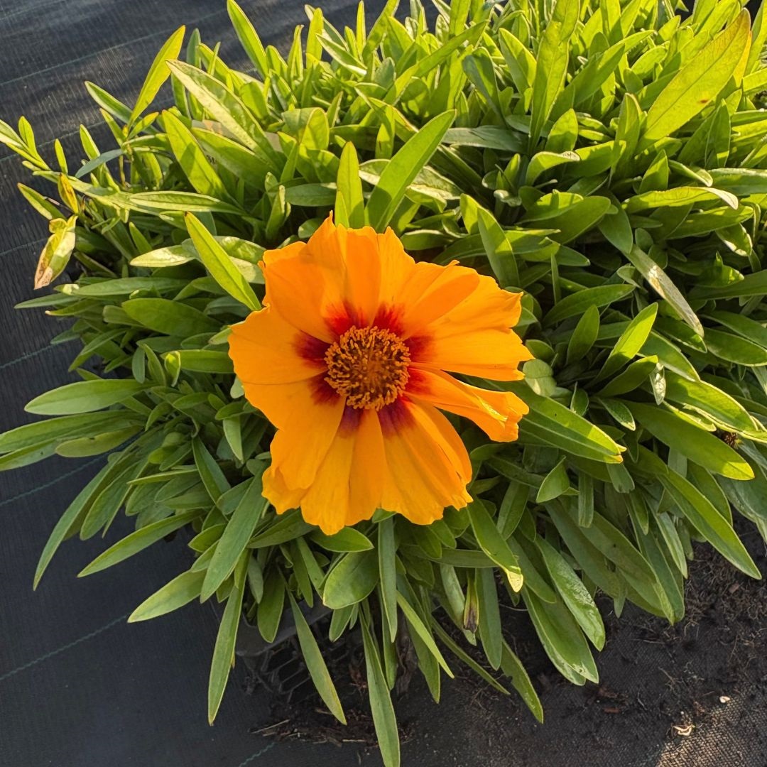 Coreopsis lanceolata 'Sterntaler' (Meisjesogen)