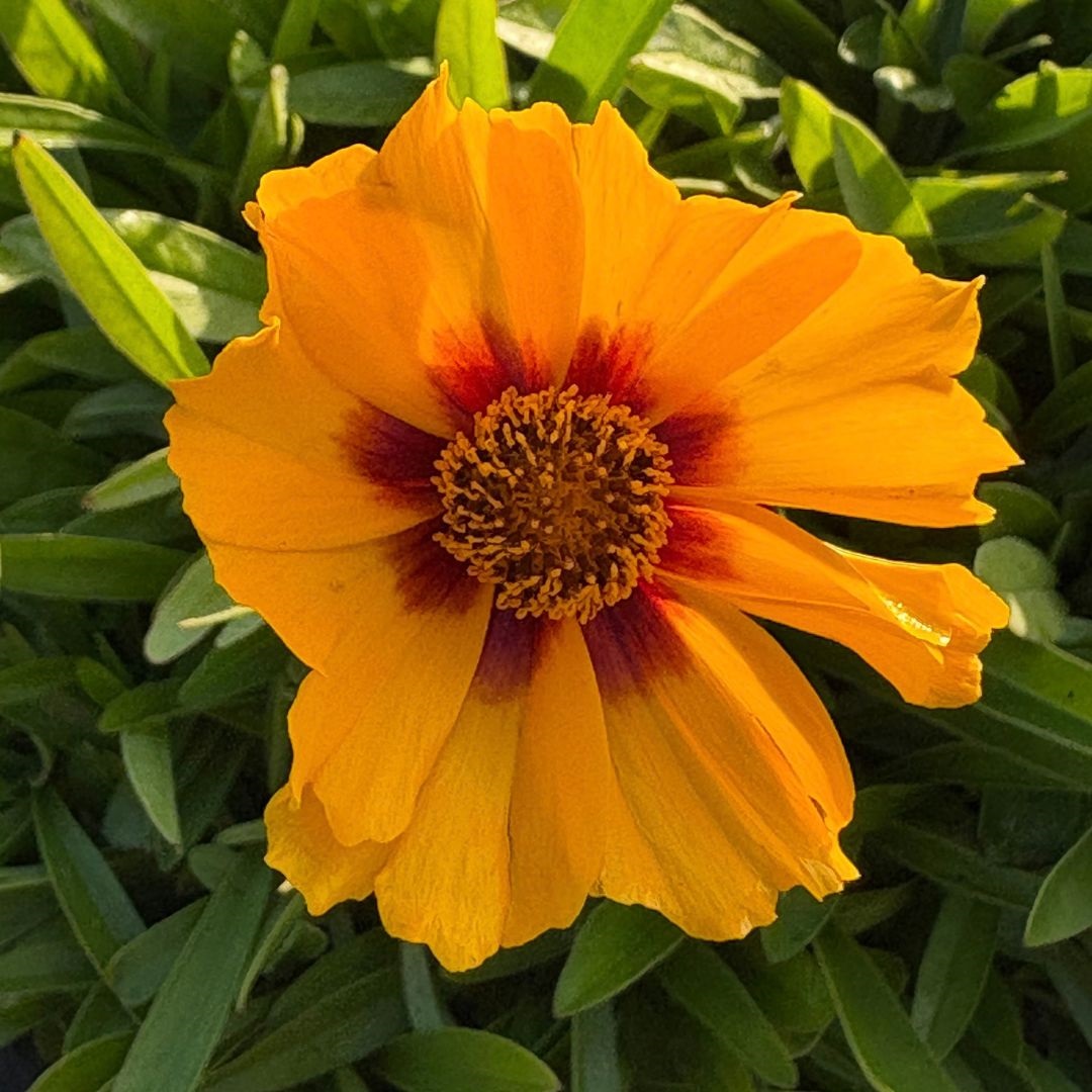 Coreopsis lanceolata 'Sterntaler' (Meisjesogen)