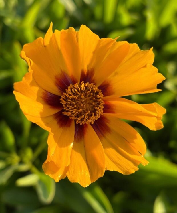 Coreopsis lanceolata 'Sterntaler' (Meisjesogen)