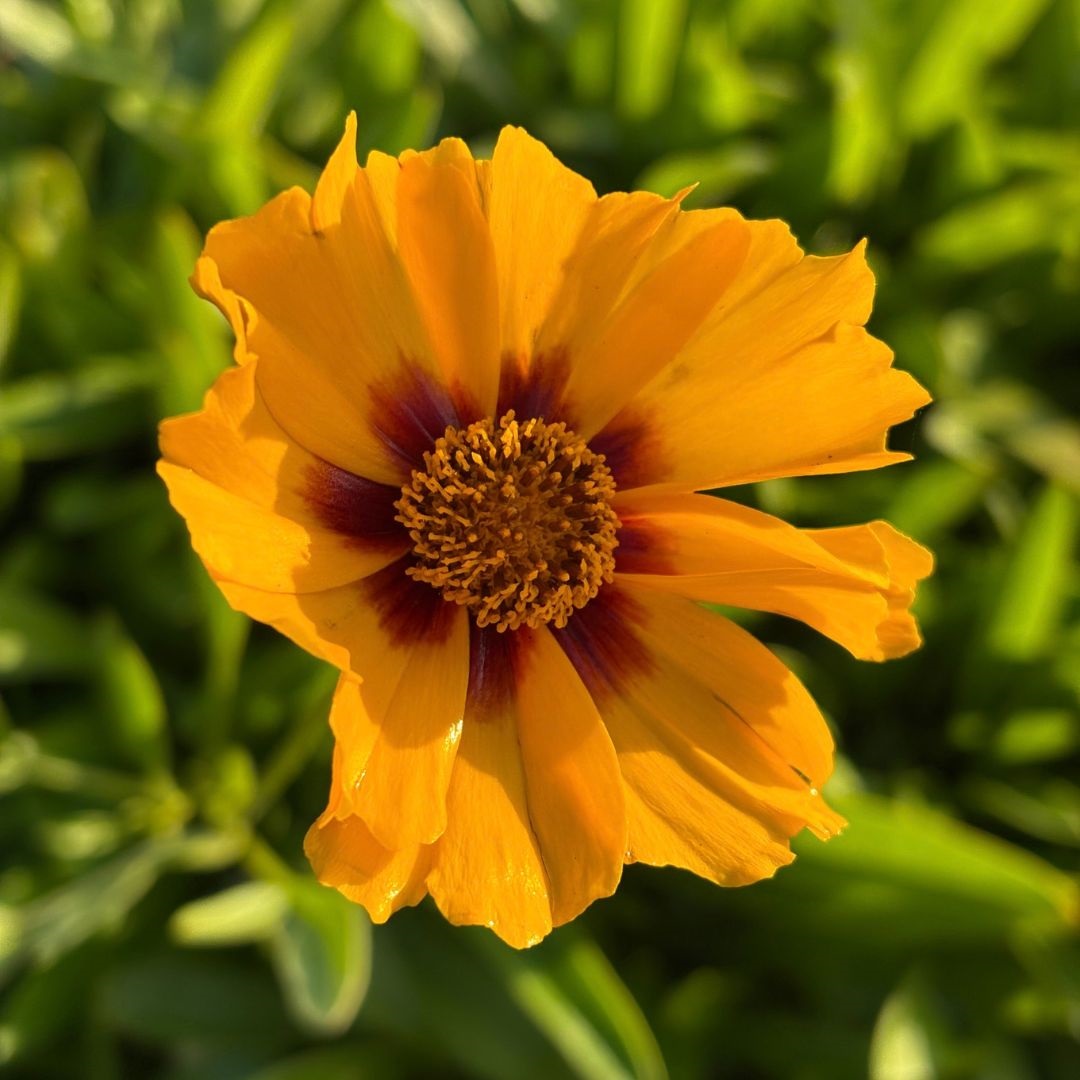Coreopsis lanceolata 'Sterntaler' (Meisjesogen)