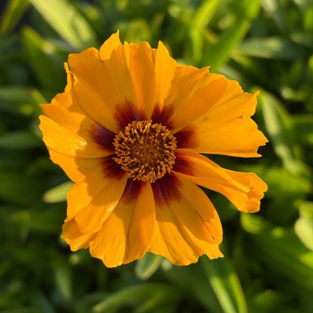 Coreopsis lanceolata 'Sterntaler' (Meisjesogen)
