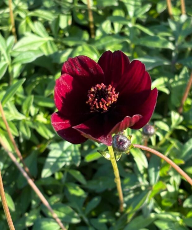 Cosmos atrosanguineus