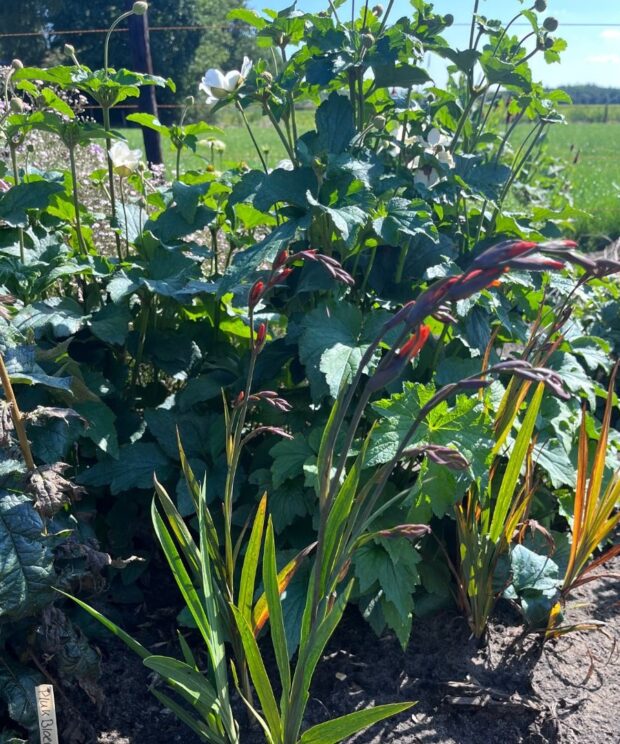 vaste-tuin-planten-crocosmia-lucifer (M2)