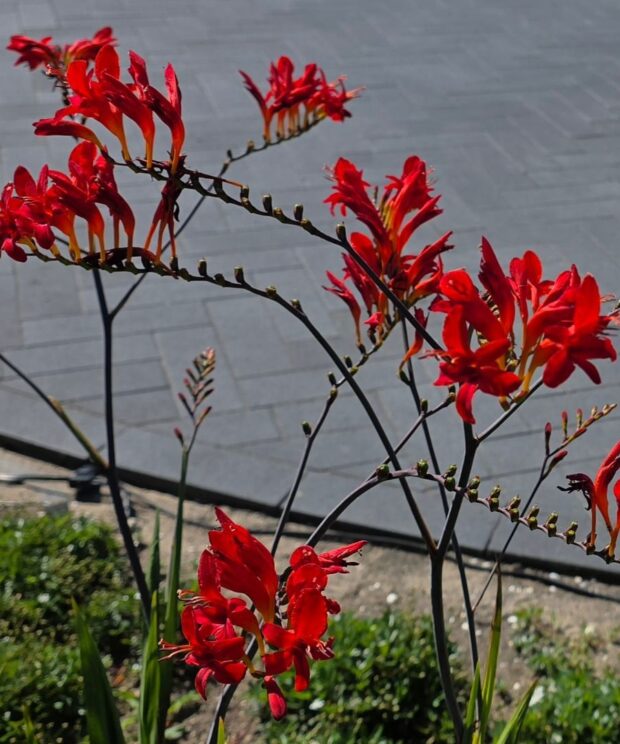 Crocosmia 'Lucifer' (Montbretia)