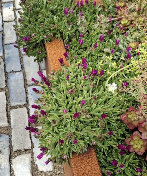 Delosperma cooperi (IJsbloem)