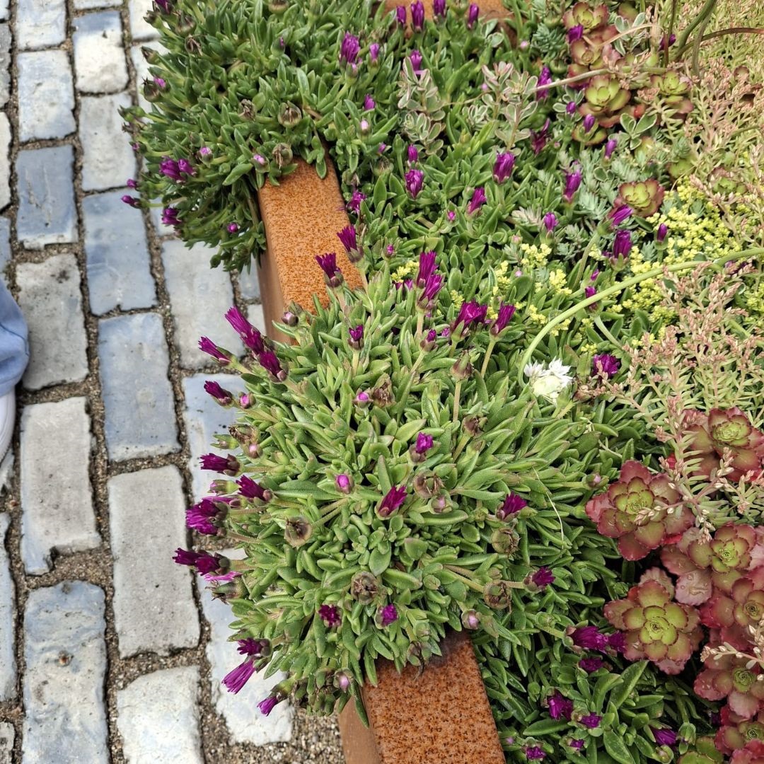 Delosperma cooperi (IJsbloem)