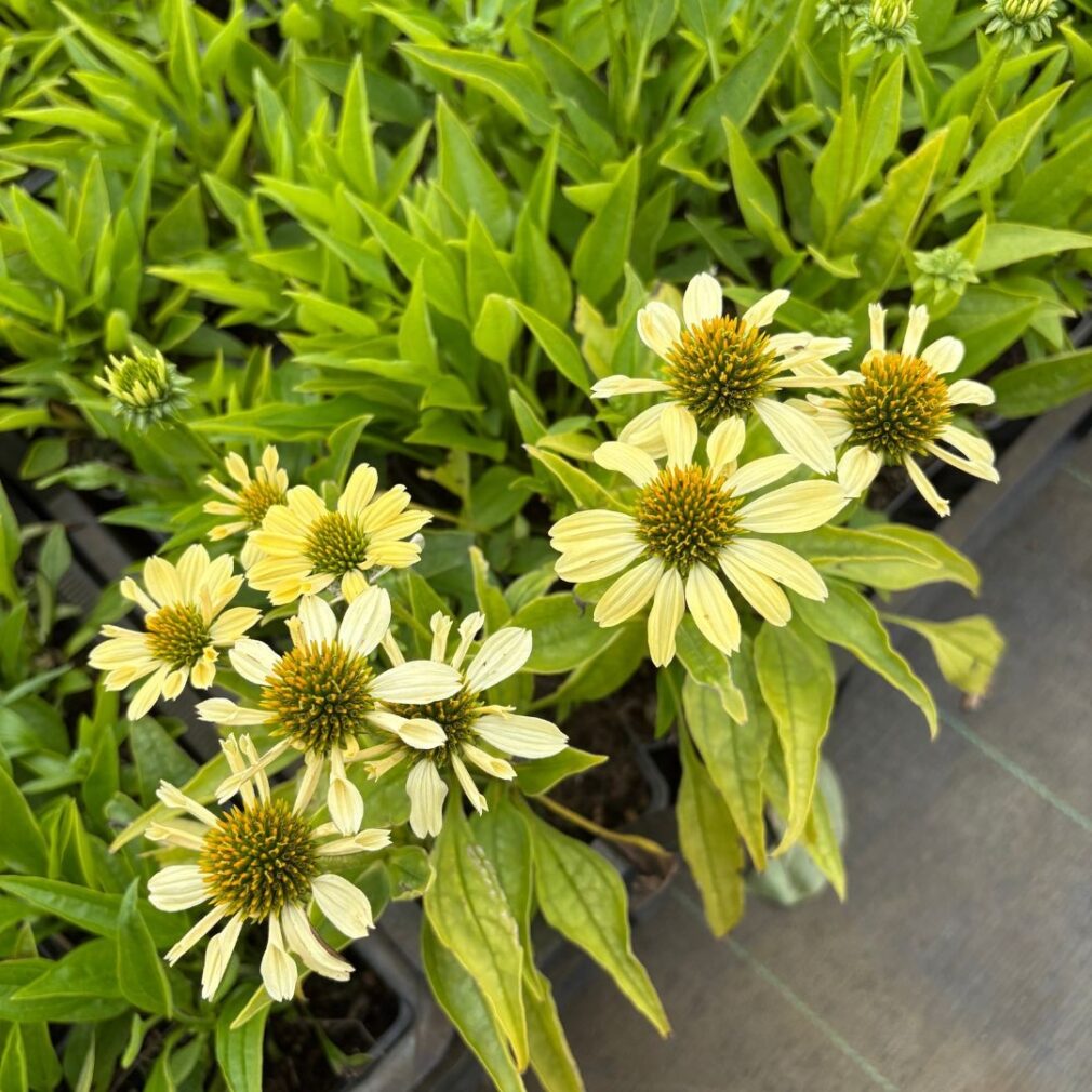 Echinacea 'Sunrise' (Zonnehoed)