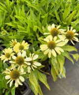 Echinacea 'Sunrise' (Zonnehoed)