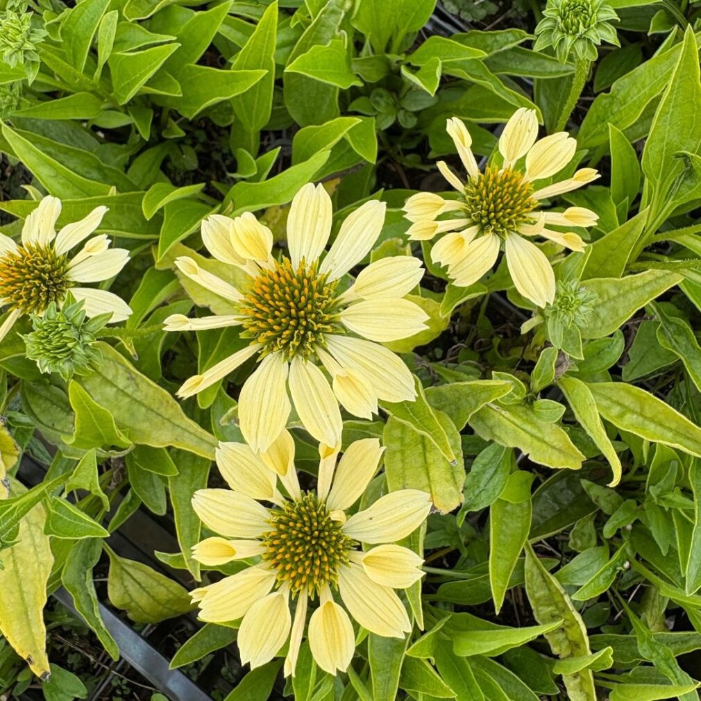 Echinacea 'Sunrise' (Zonnehoed)
