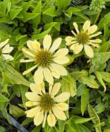Echinacea 'Sunrise' (Zonnehoed)