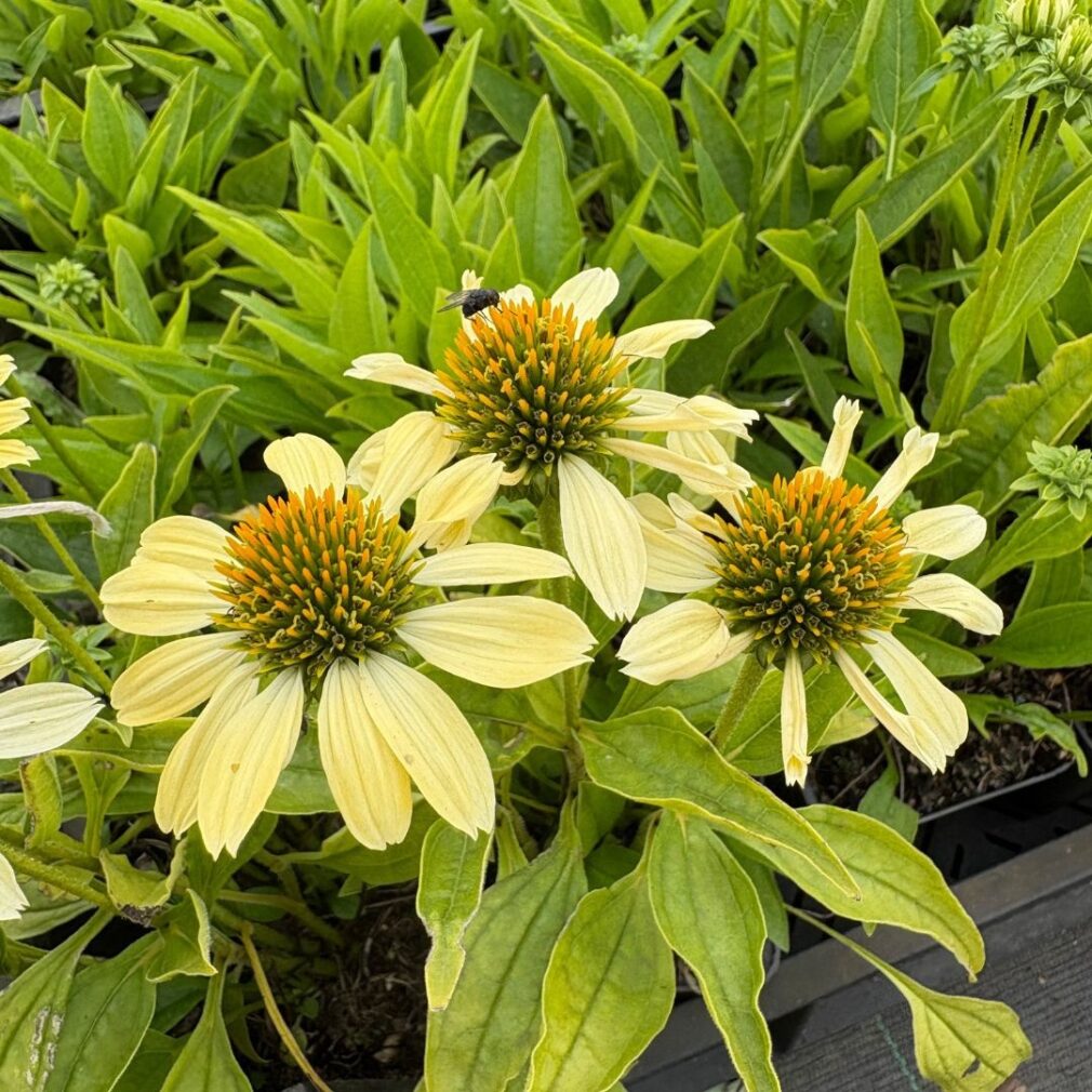 Echinacea 'Sunrise' (Zonnehoed)