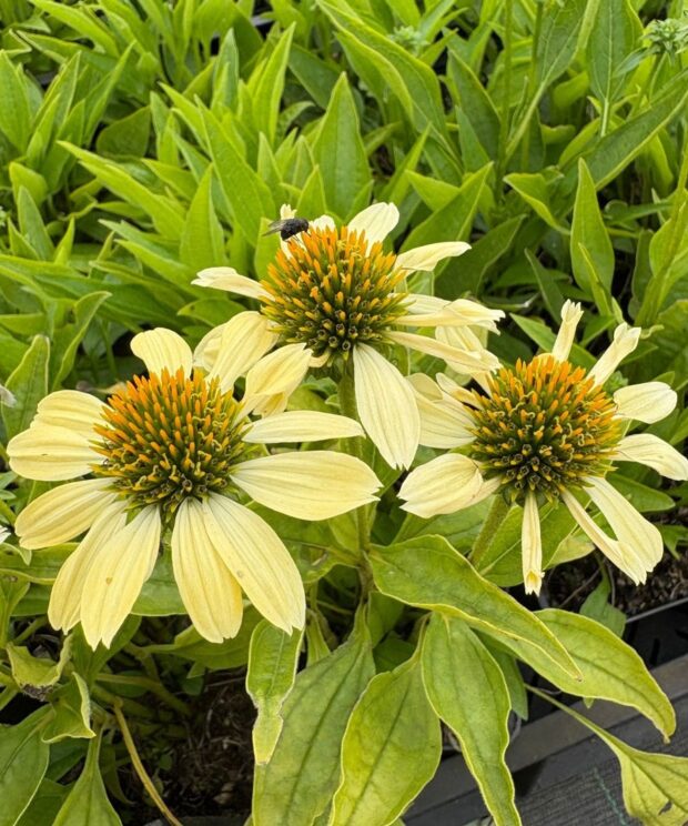 Echinacea 'Sunrise' (Zonnehoed)