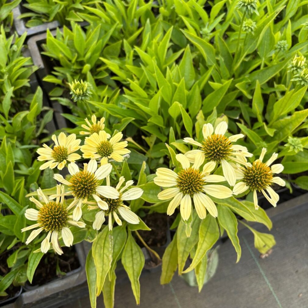 Echinacea 'Sunrise' (Zonnehoed)