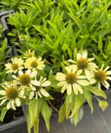Echinacea 'Sunrise' (Zonnehoed)