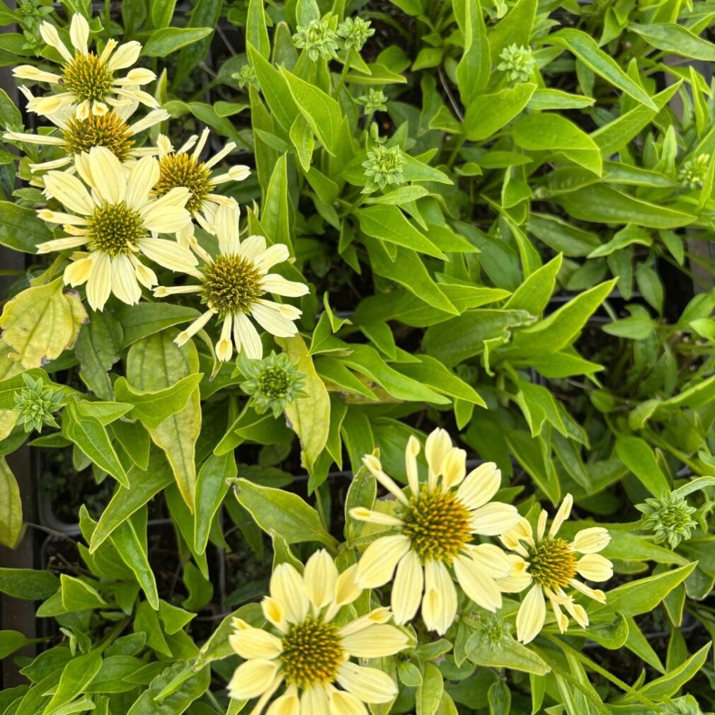 Echinacea 'Sunrise' (Zonnehoed)