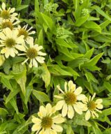 Echinacea 'Sunrise' (Zonnehoed)