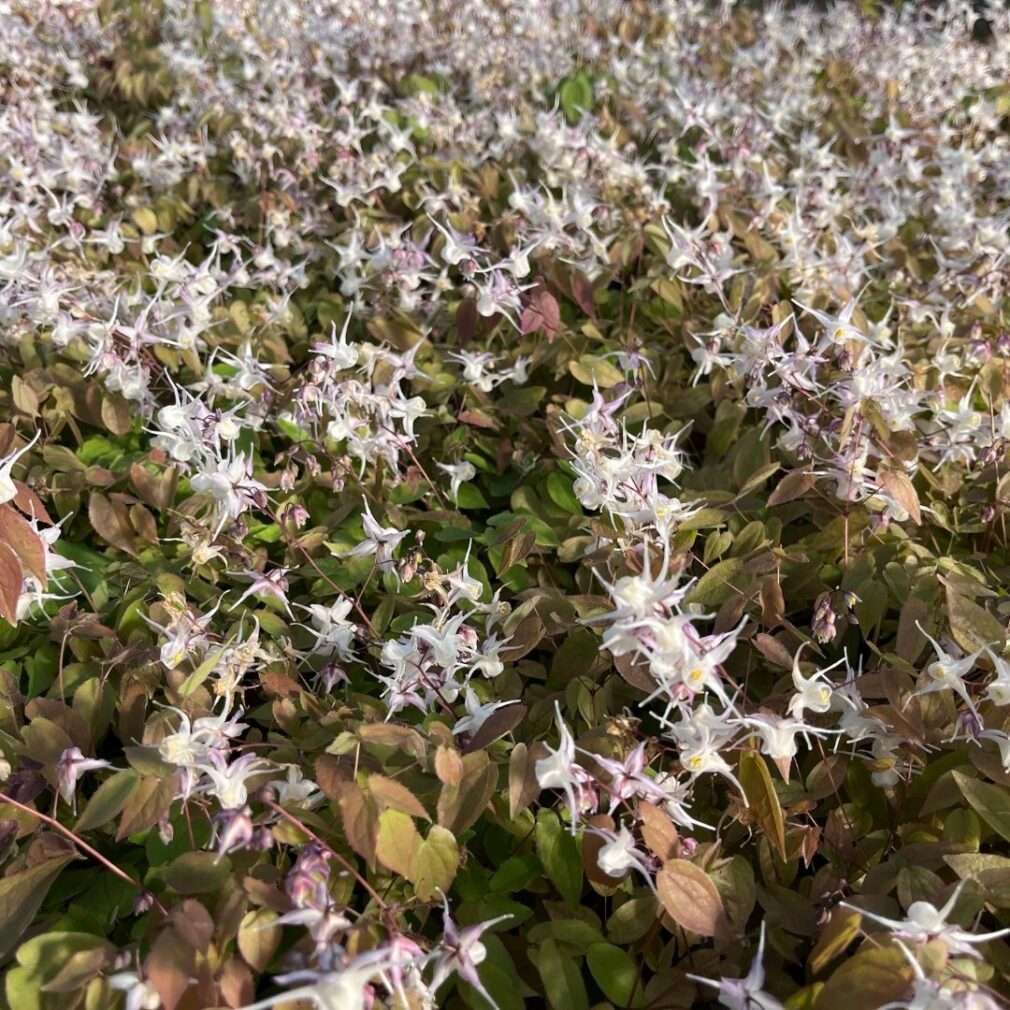 Epimedium cantabrigiense (Elfenbloem)