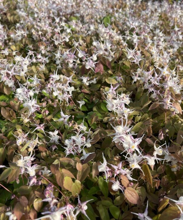 Epimedium cantabrigiense (Elfenbloem)