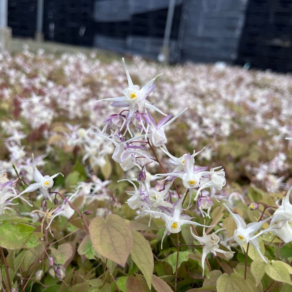 Epimedium cantabrigiense (Elfenbloem)